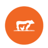 Animal Health Nutrition Orange Image Vector