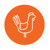 Chicken Bird Poultry Livestock Orange Bubbles Vector